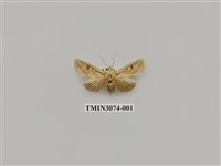 藏品(夜蛾862)的圖片